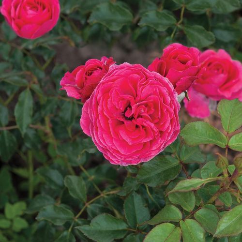 Ciemnoróżowy - róże rabatowe floribunda